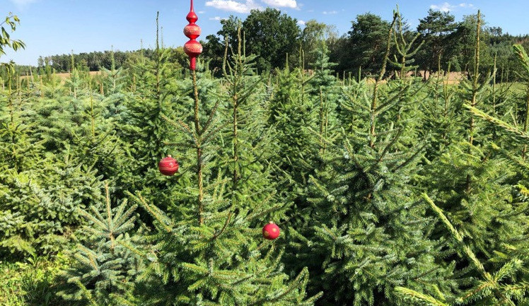Živý versus umělý: Jaký stromek je pro přírodu menší zlo?