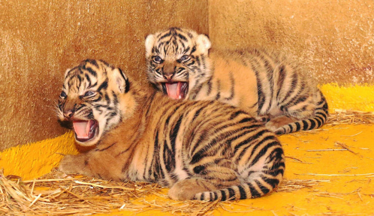Zoo Jihlava měla loni druhou nejvyšší návštěvnost v historii. Navzdory tomu, že kvůli lockdownu otevřela až v dubnu