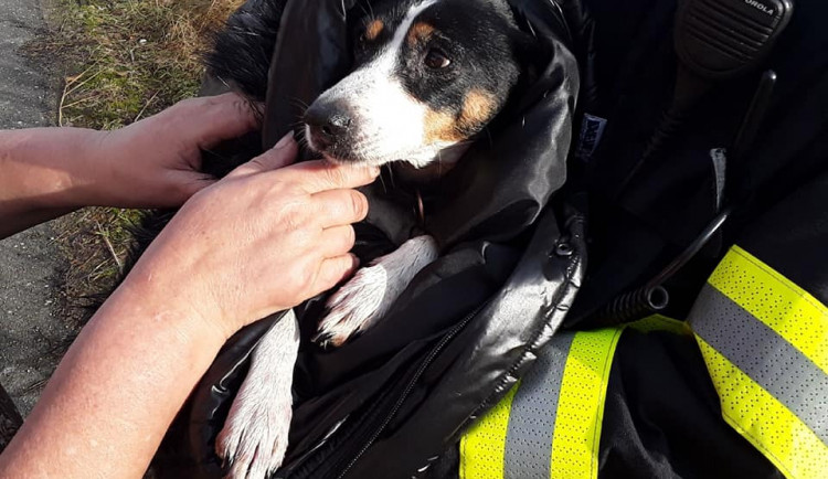 Pomoc v ledové vodě. Hasiči z rybníka v Trnavě vytáhli psa