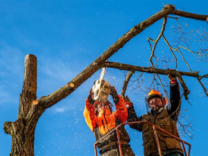 Řadu dřevin v Jihlavě čeká kácení a prořezávka. Teď třeba na Heulose a Královském vršku