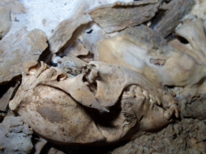 Unikátní nález: Medvídě, které objevili amatérští jeskyňáři, je 14 tisíc let staré