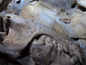 Uníkátní nález: Medvídě, které objevili amatérští jeskyňáři, je 14 tisíc let staré