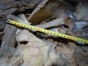 Uníkátní nález: Medvídě, které objevili amatérští jeskyňáři, je 14 tisíc let staré