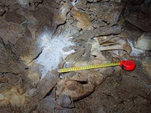 Uníkátní nález: Medvídě, které objevili amatérští jeskyňáři, je 14 tisíc let staré