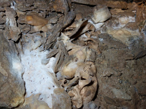 Uníkátní nález: Medvídě, které objevili amatérští jeskyňáři, je 14 tisíc let staré