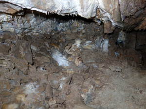 Uníkátní nález: Medvídě, které objevili amatérští jeskyňáři, je 14 tisíc let staré