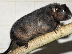 Zoo Jihlava má první letošní mládě, narodila se vzácná velemyš obrovská