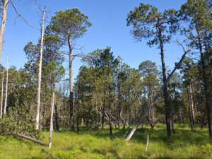 Tip na výlet: Po stopách největšího rašeliniště. Dvouhodinová procházka s 12 zastávkami a krásnými výhledy