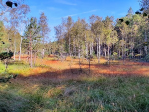 Tip na výlet: Po stopách největšího rašeliniště. Dvouhodinová procházka s 12 zastávkami a krásnými výhledy