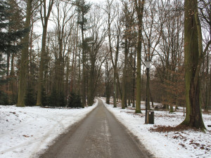 Heulosem se rozléhá zvuk motorových pil. Stromy s tečkou musí jit co nejdříve k zemi