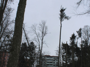 Heulosem se rozléhá zvuk motorových pil. Stromy s tečkou musí jit co nejdříve k zemi