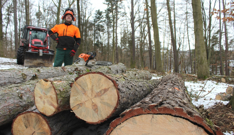 Heulosem se rozléhá zvuk motorových pil. Stromy s tečkou musí co nejdříve k zemi