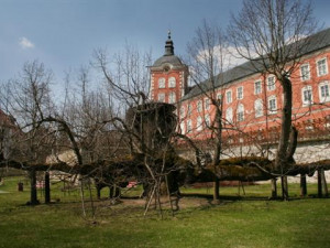 Tip na výlet: Kamenická památná lípa. Na větvích stával taneční parket, kde si prý zatančil i Žižka