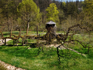 Tip na výlet: Kamenická památná lípa. Na větvích stával taneční parket, kde si prý zatančil i Žižka