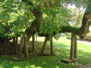 Tip na výlet: Kamenická památná lípa. Na větvích stával taneční parket, kde si prý zatančil i Žižka