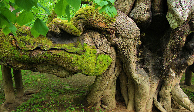 Kamenická památná lípa. Na větvích stával taneční parket, kde si prý zatančil i Žižka