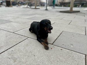Veterináři varují: Psi neznámého původu z Ukrajiny mohou do ČR zavléct vzteklinu
