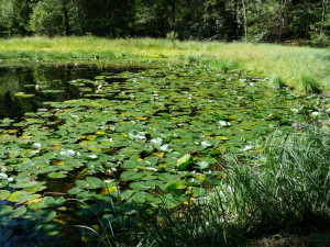 Pramen Dyje u Panenské Rozsíčky