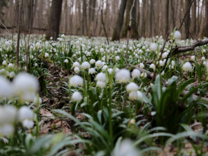 Tip na výlet: Jaro je tady. Stavte se v lese Jechovec, tam vás okouzlí největší bleduliště ve střední Evropě