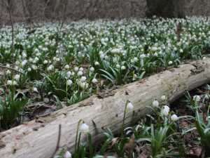 Tip na výlet: Jaro je tady. Stavte se v lese Jechovec, tam vás okouzlí největší bleduliště ve střední Evropě