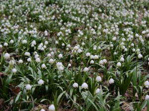 Tip na výlet: Jaro je tady. Stavte se v lese Jechovec, tam vás okouzlí největší bleduliště ve střední Evropě