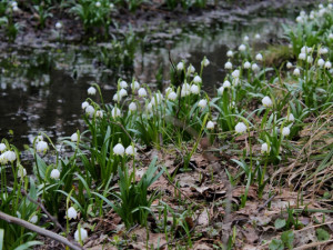 Tip na výlet: Jaro je tady. Stavte se v lese Jechovec, tam vás okouzlí největší bleduliště ve střední Evropě