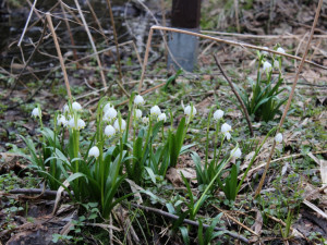 Tip na výlet: Jaro je tady. Stavte se v lese Jechovec, tam vás okouzlí největší bleduliště ve střední Evropě