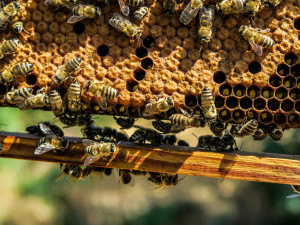 Policie pátrá po zloději, který ukradl čtyři včelí úly. Způsobil zhruba třicetitisícovou škodu