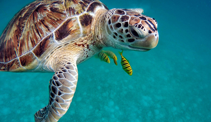 jihlavska.drbna.cz-titukla