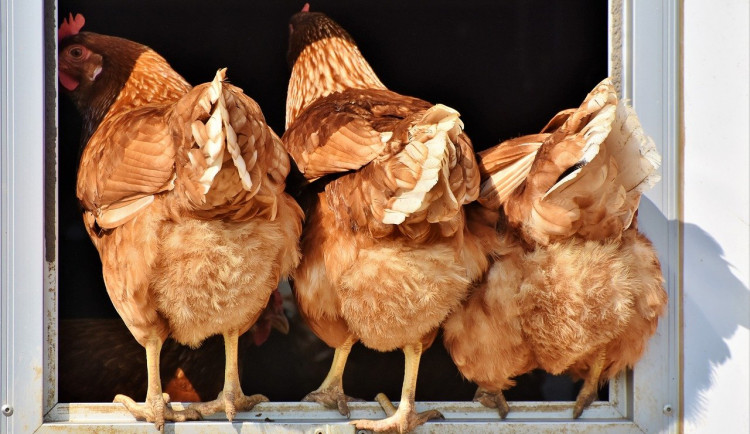 Muž z Brna házel po sousedovi kameny. Ten mu na oplátku strašil slepice