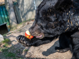 PENNY neplýtvá a posílá do ZOO zdravé ovoce a zeleninu