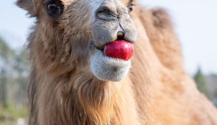 PENNY neplýtvá a posílá do ZOO zdravé ovoce a zeleninu