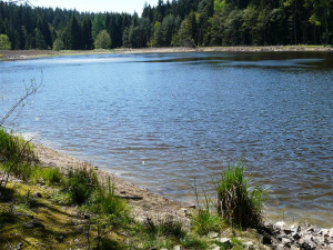 Tip na výlet: Rybníky V Pouštích. Místo, kde mají domov čolci, žáby a kde hladiny zdobí lekníny