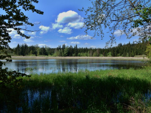 Tip na výlet: Rybníky V Pouštích. Místo, kde mají domov čolci, žáby a kde hladiny zdobí lekníny