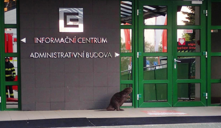 O prohlídku dukovanské elektrárny měl zájem i bobr evropský. Při odchytu nebyl vůbec agresivní, říká zasahující hasič