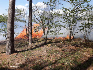 FOTO: Rozsáhlý požár lesa a hrabanky v Rohozné. S plameny bojovalo deset jednotek hasičů