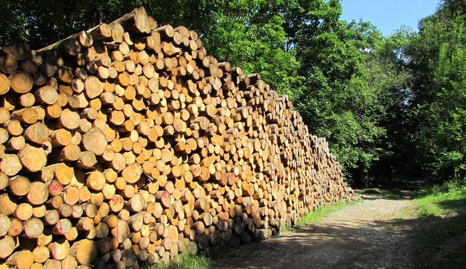 Kriminalisté vypátrali zloděje dřeva, kteří kradli ve velkém. Způsobili škodu přes 700 tisíc korun