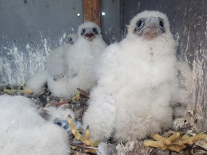 Sokolí pár vyseděl na stometrovém komínu v Dukovanech čtyřčata