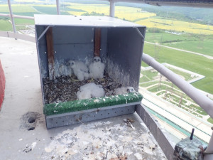 Sokolí pár vyseděl na stometrovém komínu v Dukovanech čtyřčata