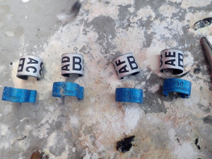 Sokolí pár vyseděl na stometrovém komínu v Dukovanech čtyřčata