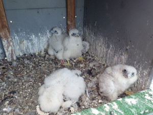 Sokolí pár vyseděl na stometrovém komínu v Dukovanech čtyřčata