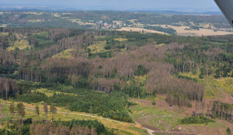 Kůrovcová kalamita nekončí. V lesích Vysočiny jsou tisíce napadených stromů, vlastníci je mají urychleně zpracovat