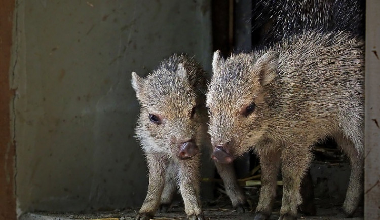 Jihlavská zoo hlásí velký chovatelský úspěch, vůbec poprvé se zde narodila dvě selata vzácných pekariů
