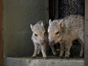 Jihlavská zoo hlásí velký chovatelský úspěch, vůbec poprvé se zde narodila dvě selata vzácných pekariů