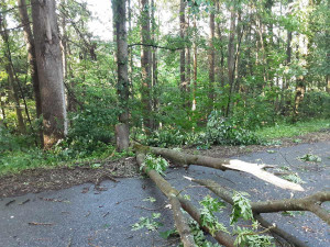 FOTO: Stromy na silnici, nárazový vítr, supercela. Hasiči na Vysočině mají za sebou náročnou službu