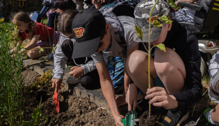 Hradební parkán zdobí desítky slunečnic pro pacienty s roztroušenou sklerózou