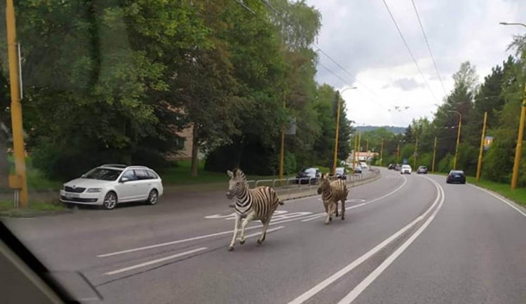 FOTO: Safari v Jihlavě. Ze zoo utekly tři zebry, došly až na přivaděč