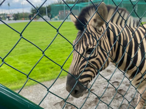 Safari v Jihlavě. Ze zoo utekly tři zebry, došly až na přivaděč