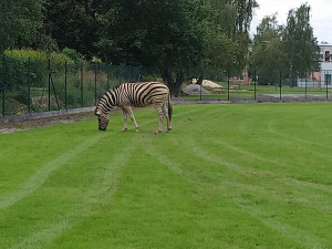 Safari v Jihlavě. Ze zoo utekly tři zebry, došly až na přivaděč