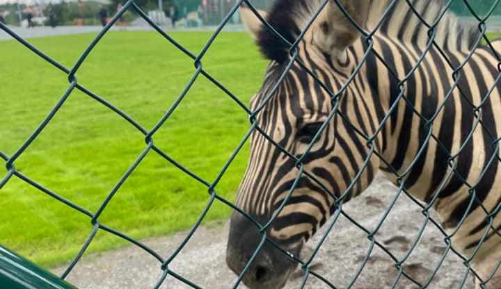 Zpátky doma. Tři zatoulané zebry z jihlavské zoo jsou zpět ve výběhu, mají jen drobné oděrky